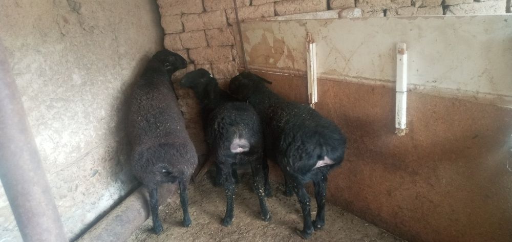 Qo'chqor qo'ylar sotiladi