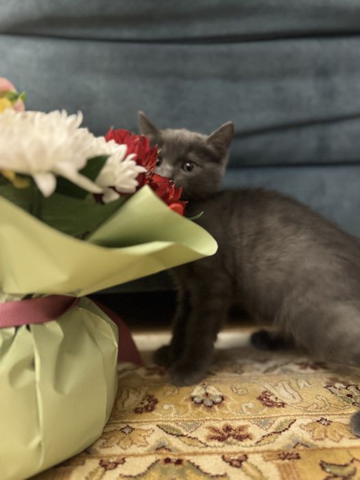 Котенок британец