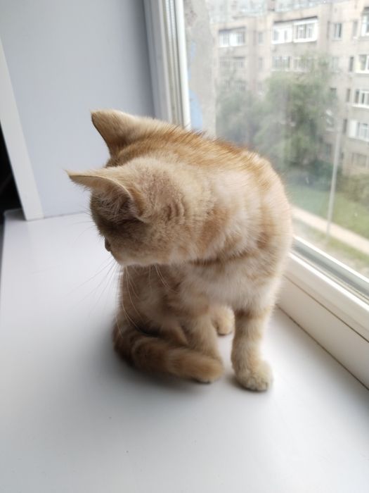 Отдам кошечку в хорошие руки