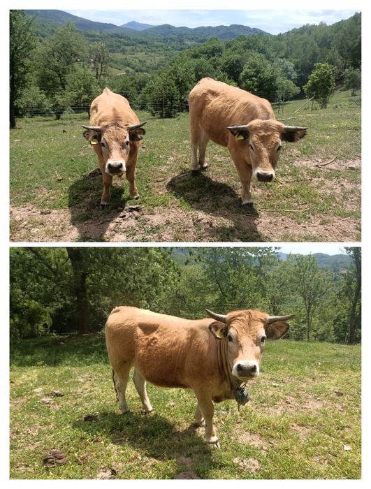 3 juninci gestante rasa Aubrac, junincă gestantă Aubrac