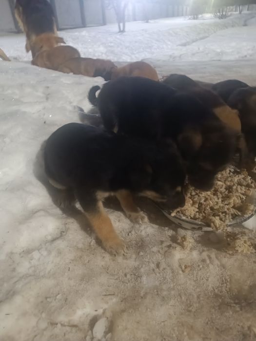 Отдам щенят 1 месяц.