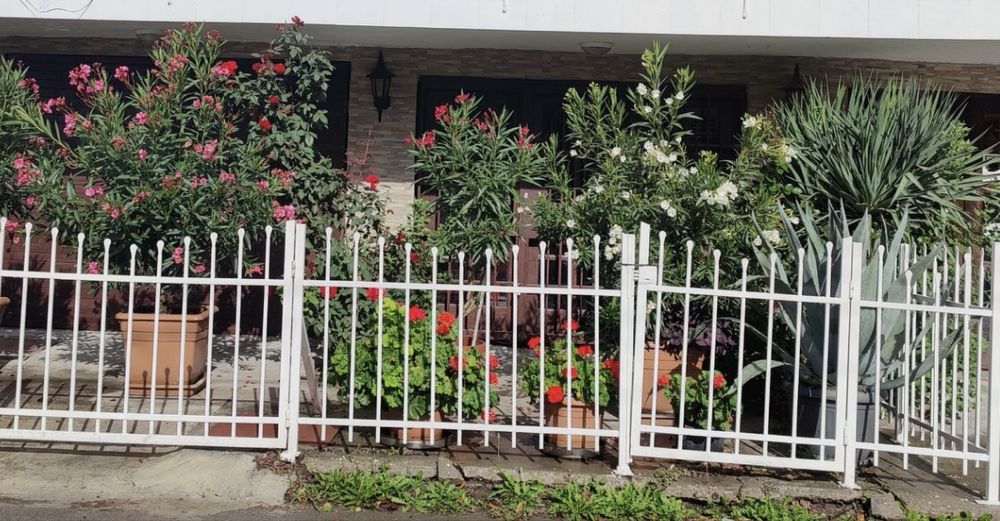 Продавам 4 броя олеандри