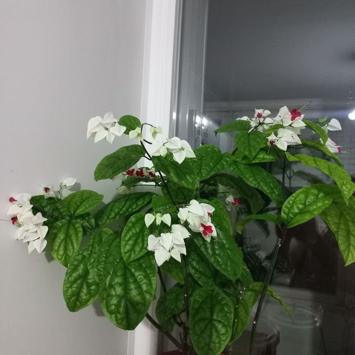 Клеродендрум,комнатный цветок