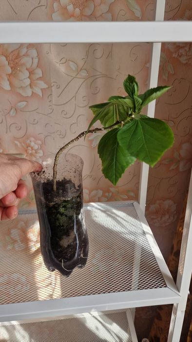 Продам  гибискус