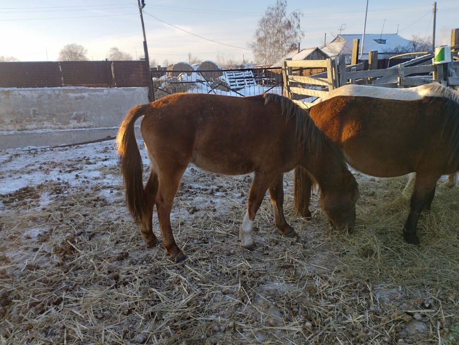 Продам кунан жылкы жеребец