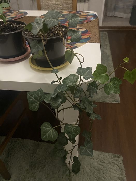 Плющ кленовидный