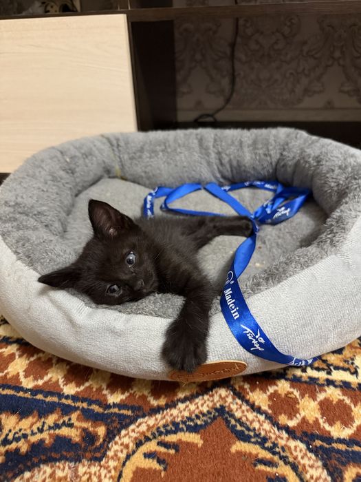 Отдам котенка в добрые руки!