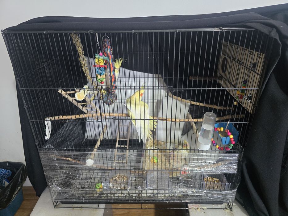 Сформированная пара Корелл для разведения