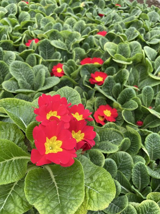 Иглика едроцветна