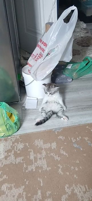Шотландский вислоухи котенок