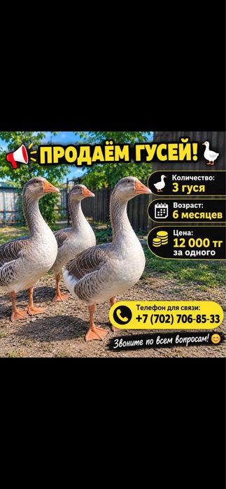 Продоем гусей!