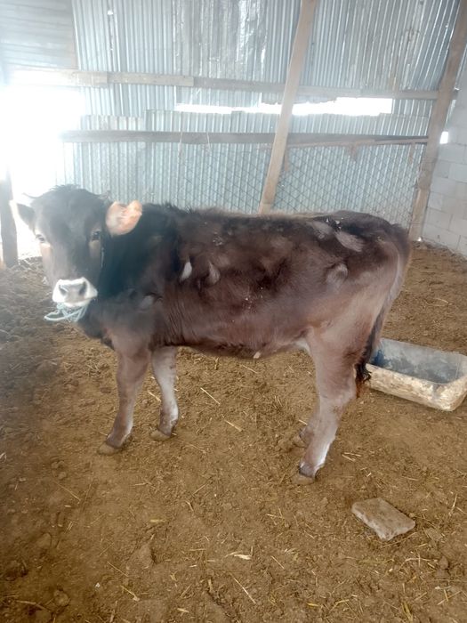 Парода бұзау сатылады