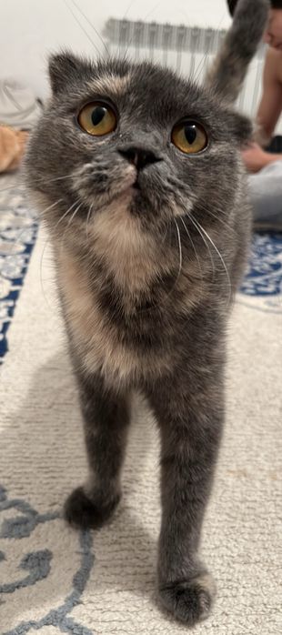 Британски висалухий