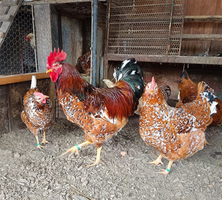 Ouă incubat găini pita pinta roxa și porțelan