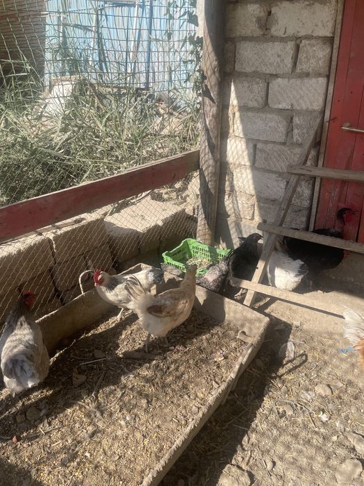 Мекендермен кораздар бар