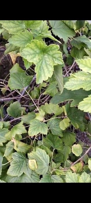 Продам дачу ПК СТ Борки