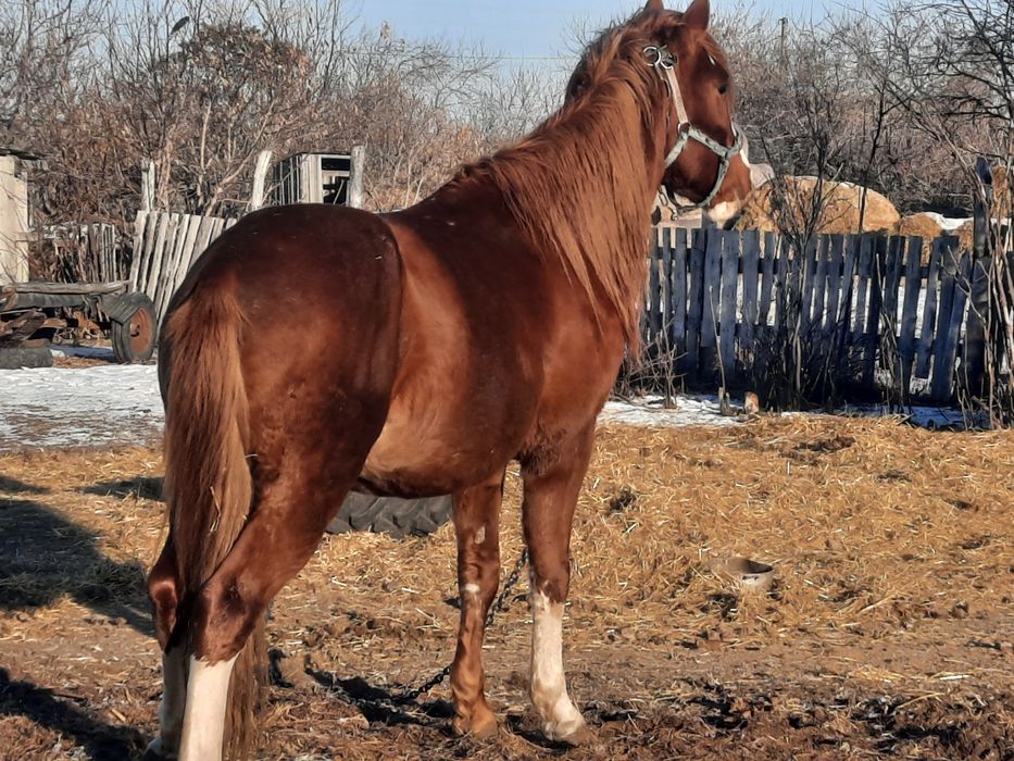 Жеребец, Айғыр, продам 6 летка