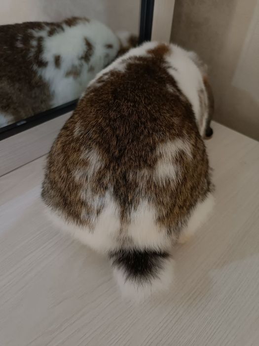 Карлик баран  karlik baran