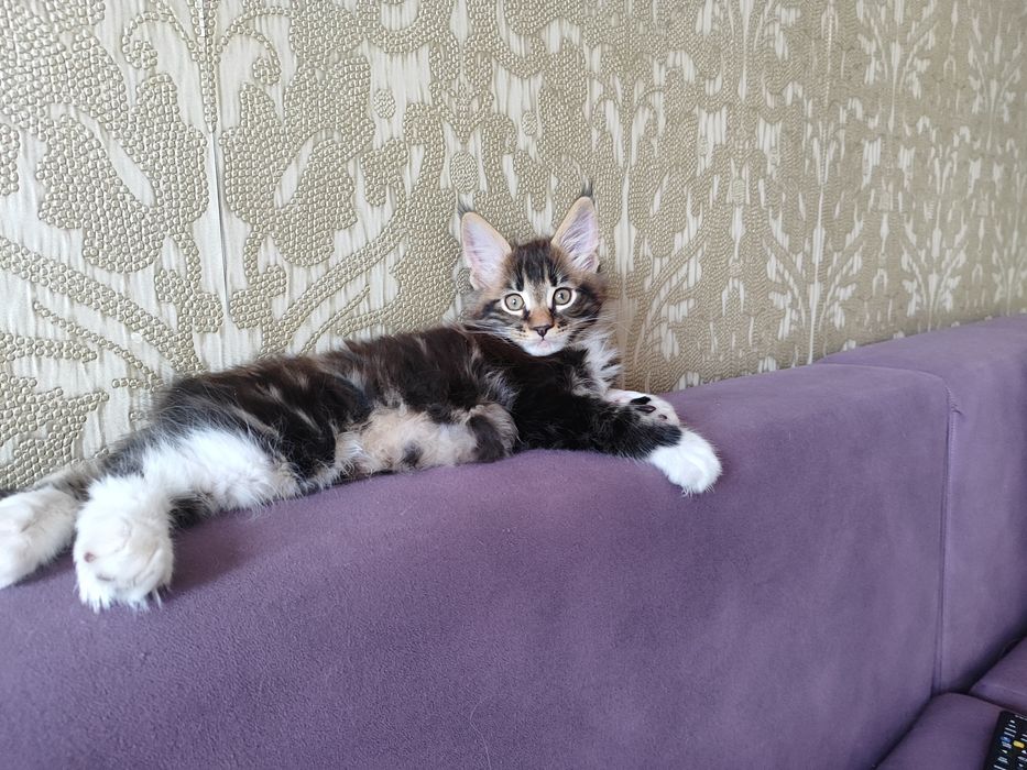 Котенок мейнкун продается в добрые руки