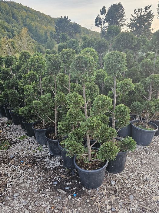 Catalpa globulara  artar