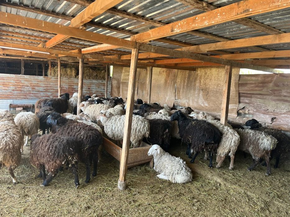 Продаются тухтушки