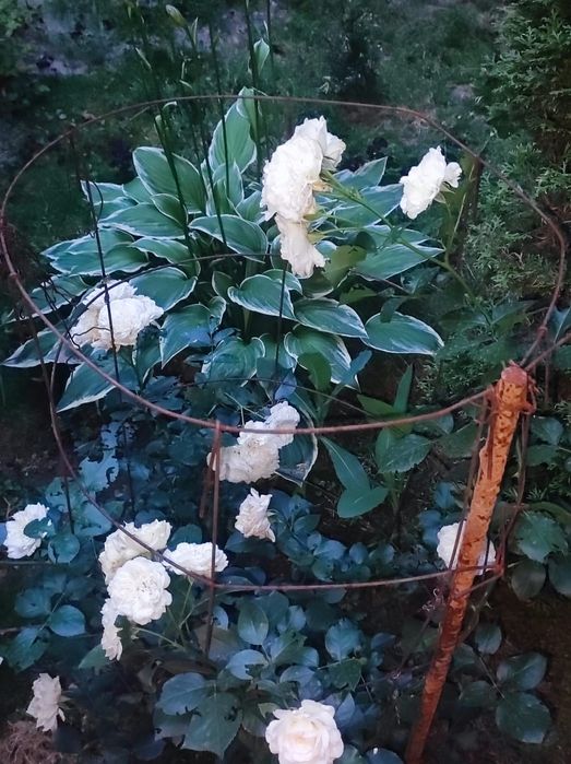 Распродажа Саженцов Цветов