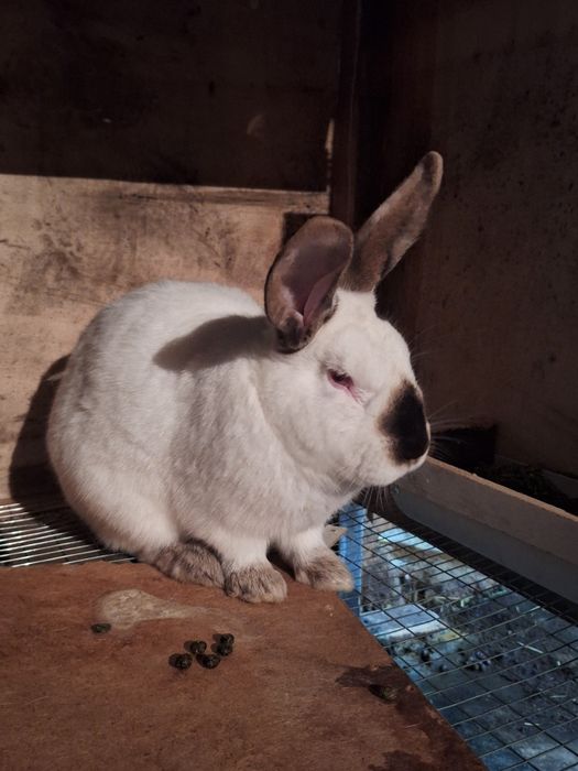 Пара взрослых кроликов