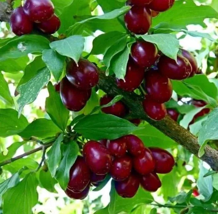 Кизил это мощный полезный продукт