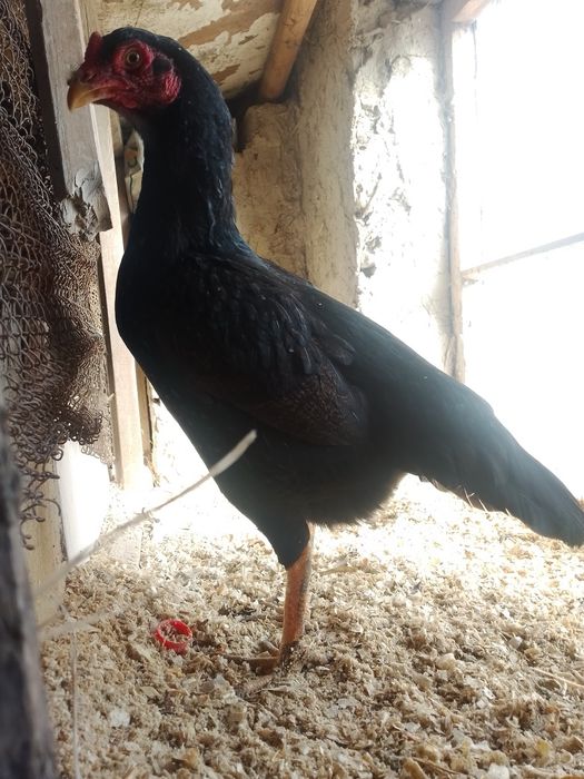 Bedana par Makiyon tuxumda qiziqqanlar