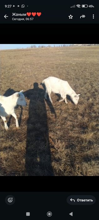 Продам дойных коз!