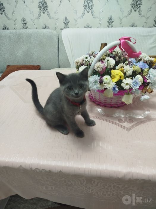 Продали Шеншилла мушукча сотилади