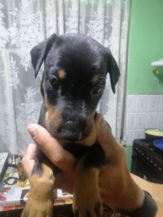 Доберманы 2 месяца