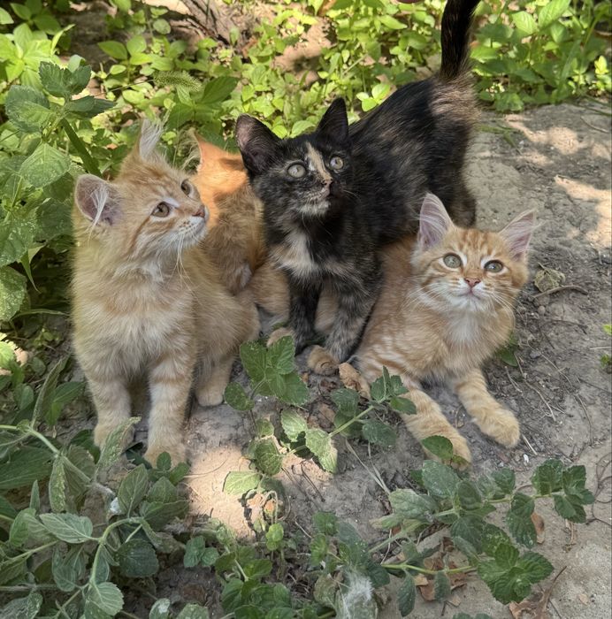 Котята в добрые руки