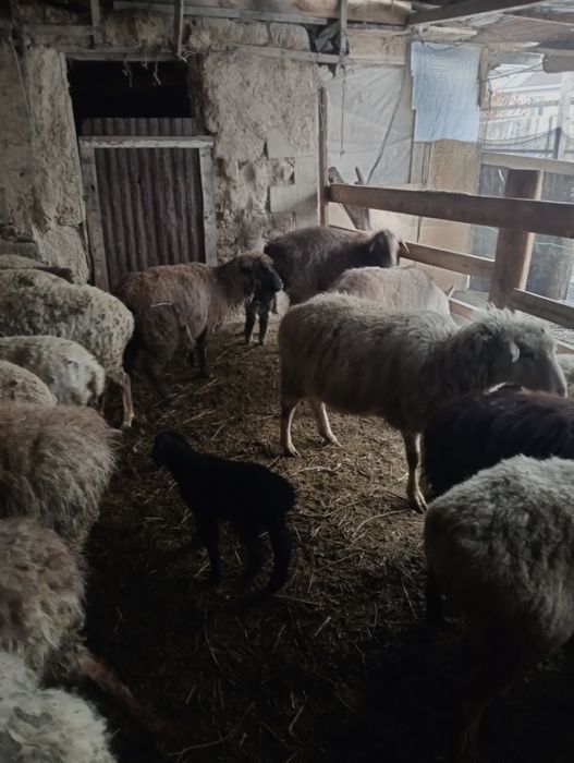 Козлы койлар сатылады