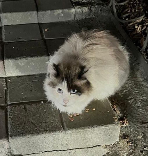 Сибирский/сиамский