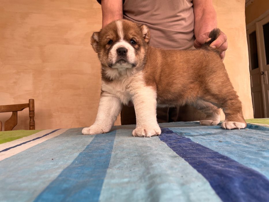 Щенок Алабая ( чистокровный )