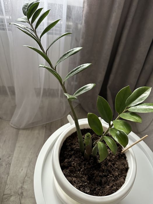 Продам цветы, недорого.