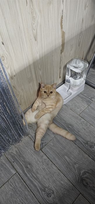 Срочно продам кошку