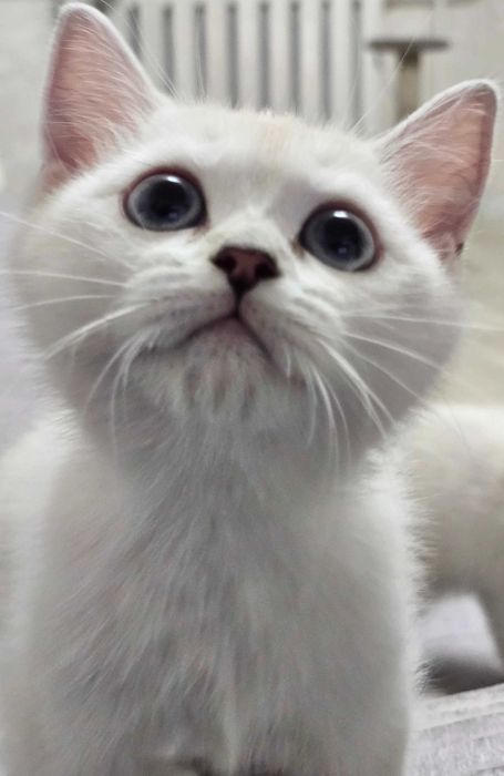 Котята британские БЕЛЫЕ
