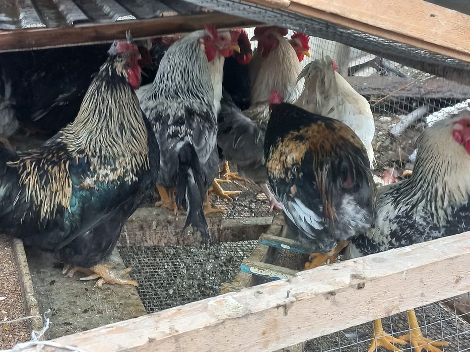 Кішкентай пенис әйелді қанағаттандырады