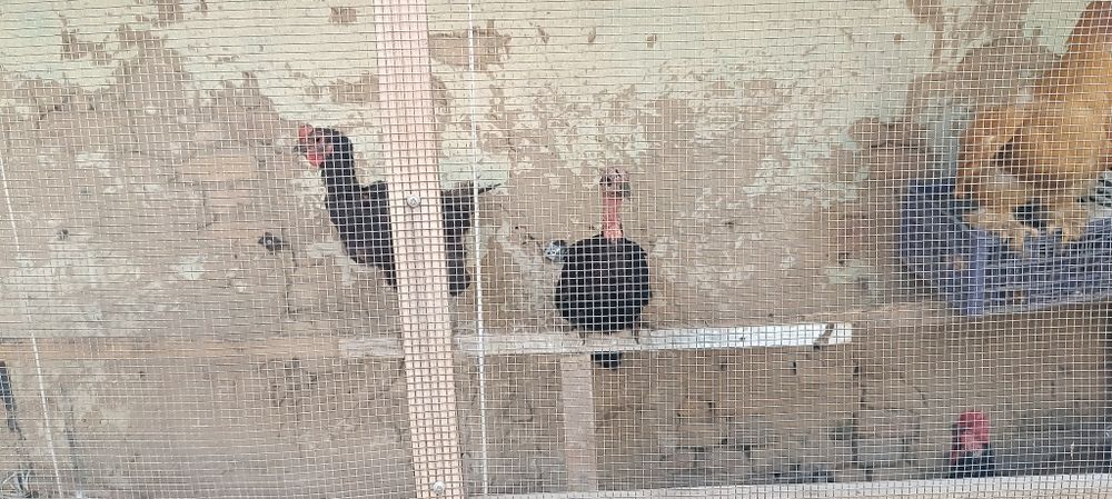 Товук ва Жужа ва индук сотамиз