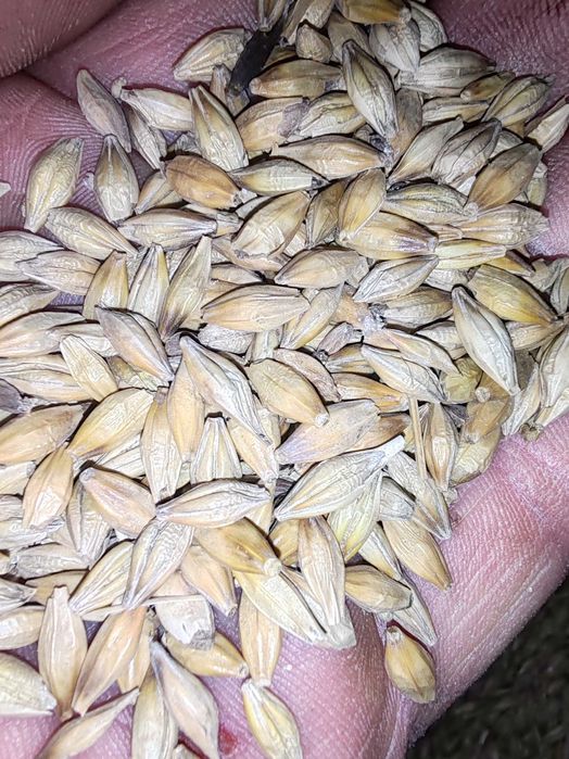 Пшеница , ячмень 88