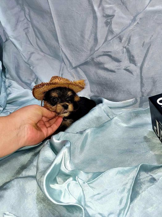 Йоркширски териер мини