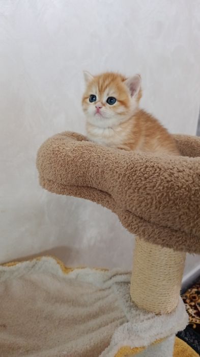 Zolotaya shinshila tabbi