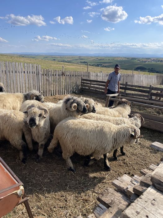 Vând berbeci de rasă!
