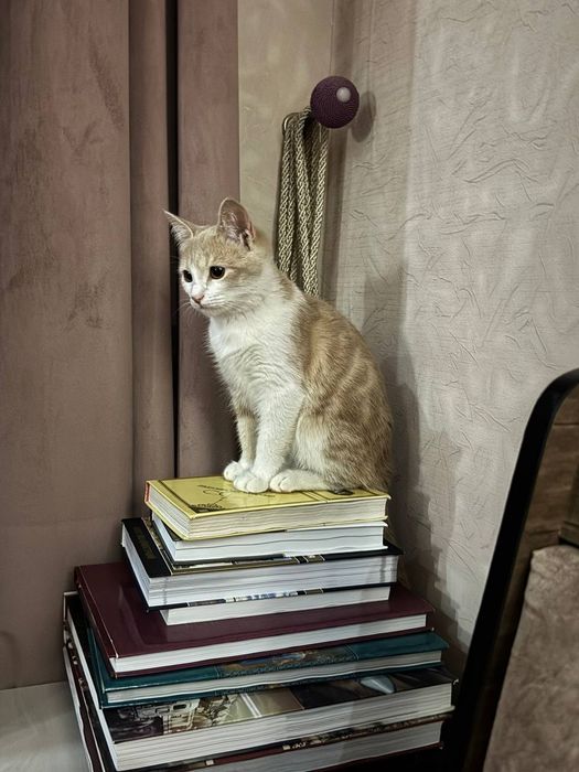 Mushuk bolasi beriladi. Qiz bola.