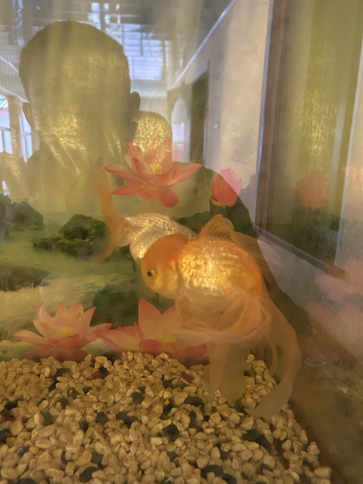 Аквариумные.             рыбки            Золатая               рыбка