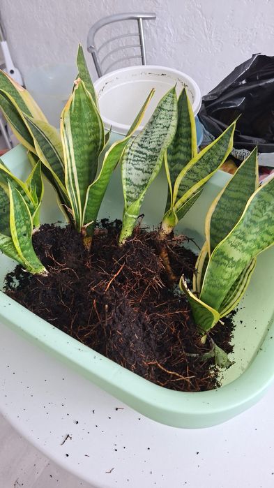 Продам отростки цветов