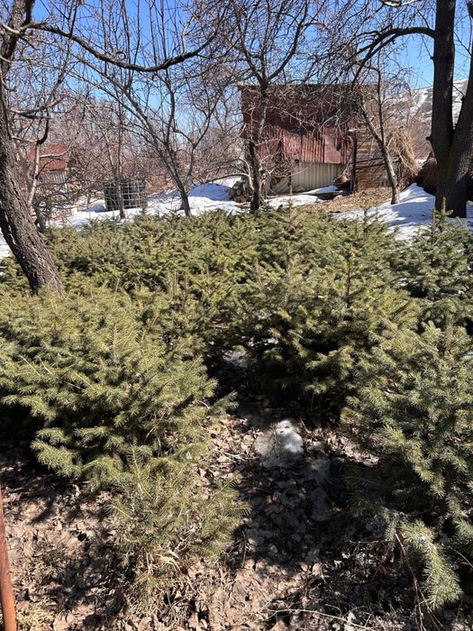 Елки разных размеров