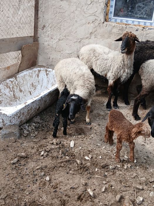 Екі қозылы кой, Екі кошкар сатылады